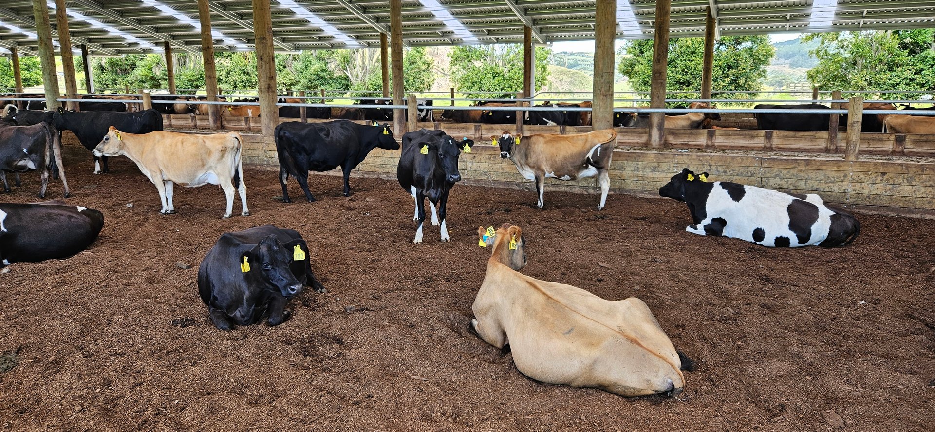 Best Bedding for Composting Barns: Why Aztech Chooses Woodchip