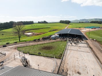 Aerial view of feedpad cover and cows entering dairy shed Rotoorangi
