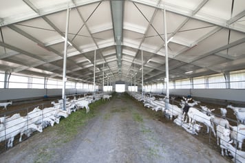 Janssen-Barn-–-Te-Aroha21-1024x683