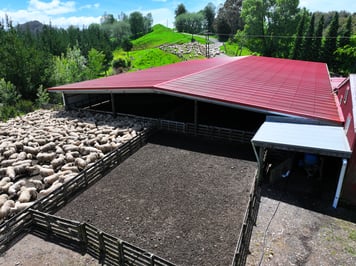 C1851  Porrit Sheep Yard Shed Te Koura 4