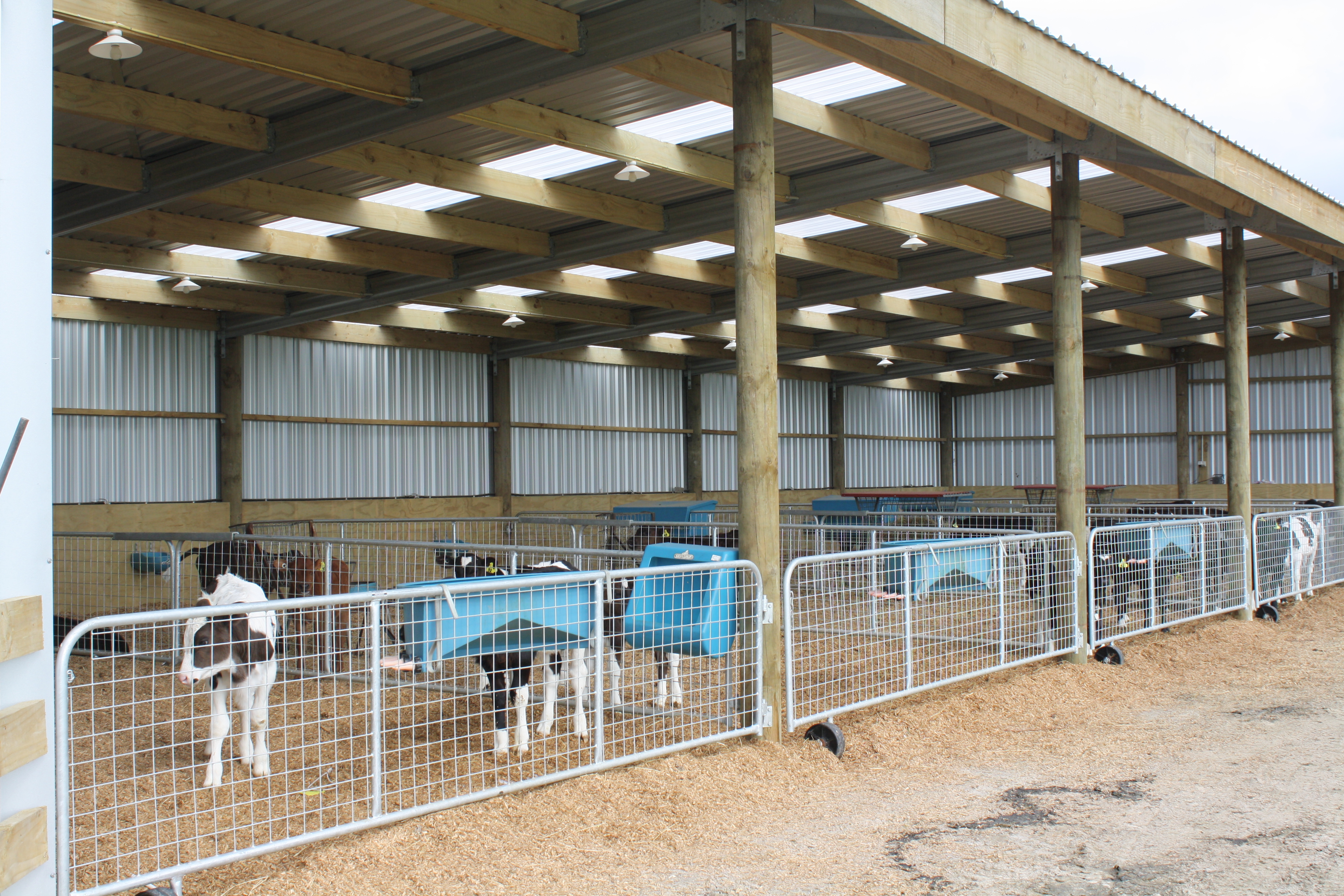 Calf Sheds