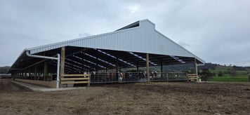Composting barn end elevation with cattle inside