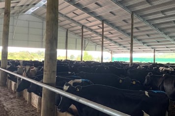 Composting-cow-barn