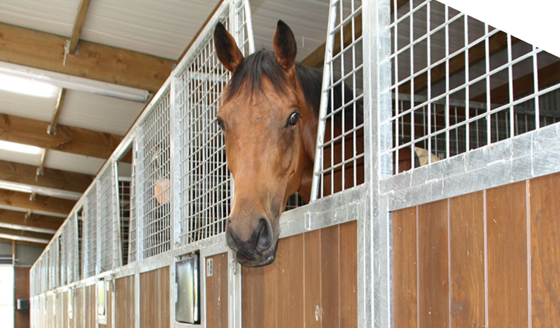 Equine shed horse-1