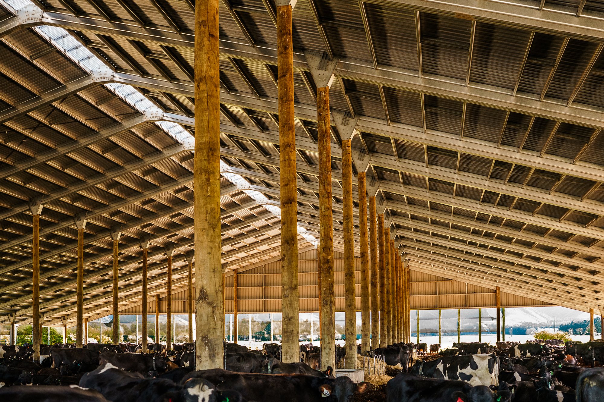 Waka Dairies-11