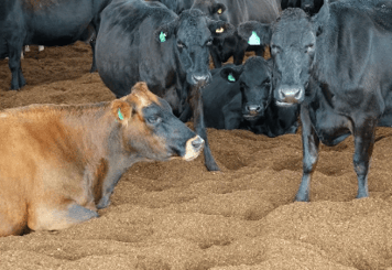 nz-dairy-cows-on-composting-bedding