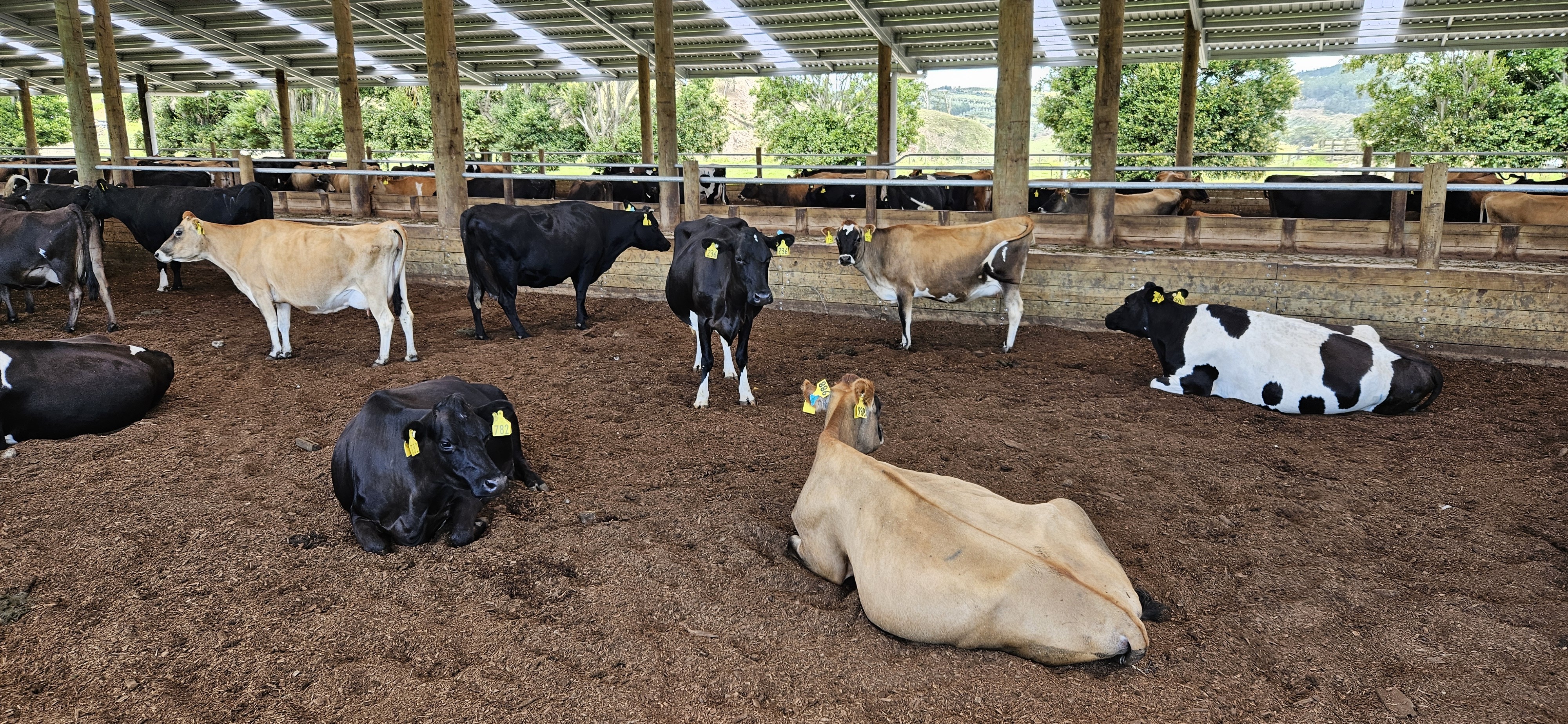 Best Bedding for Composting Barns: Why Aztech Chooses Woodchip