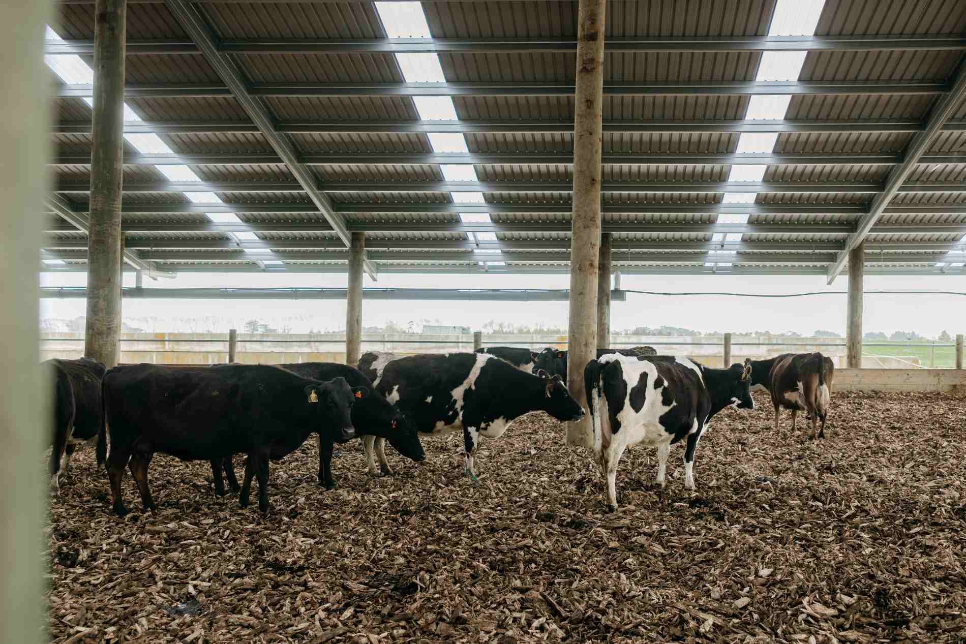 Taranaki composting barn roadshow at Campbell Clayton-Greene’s dairy farm