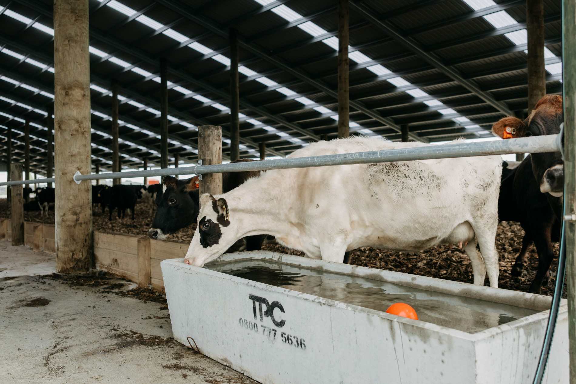 Taranaki composting barn roadshow at Campbell Clayton-Greene’s dairy farm