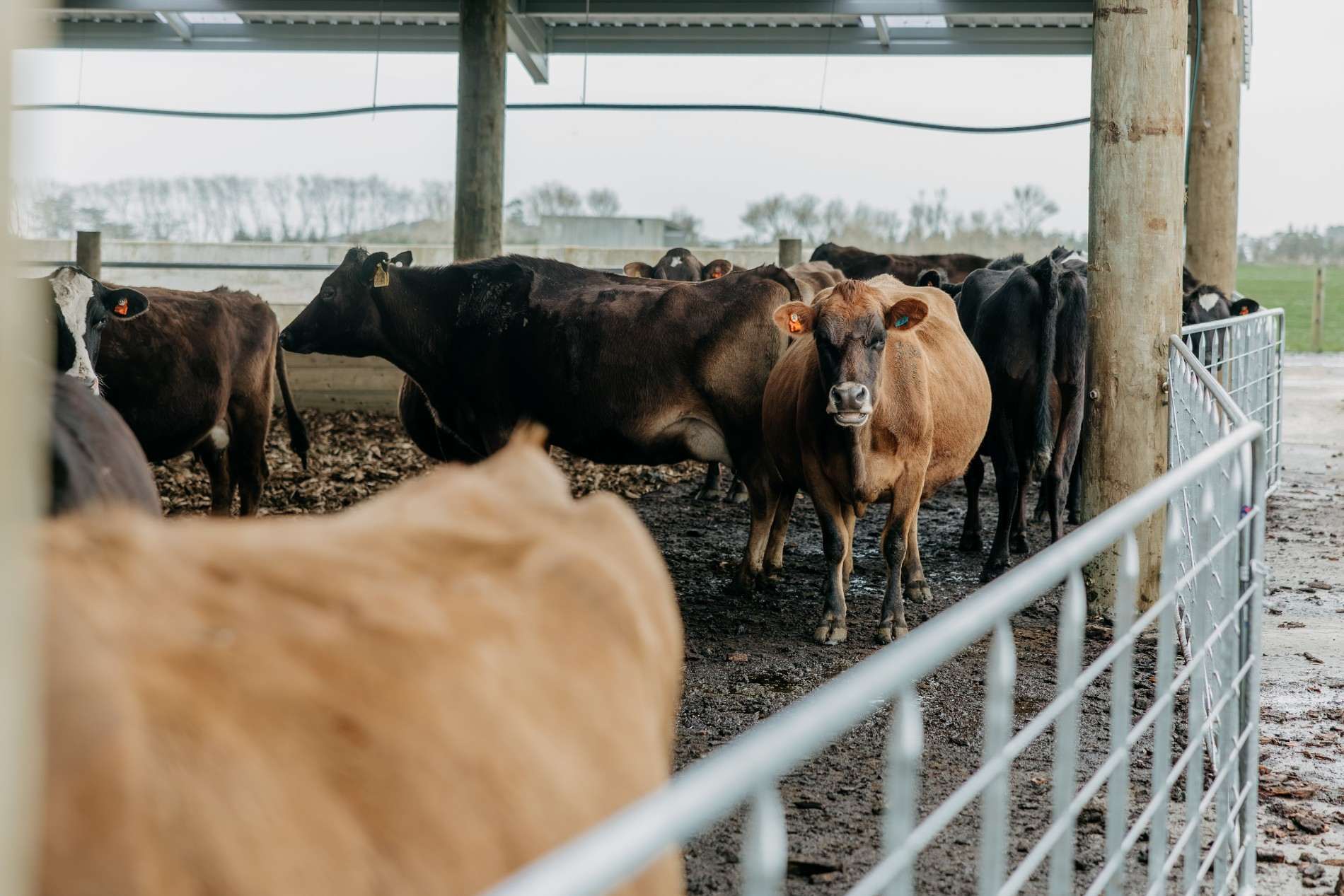 Taranaki composting barn roadshow at Campbell Clayton-Greene’s dairy farm