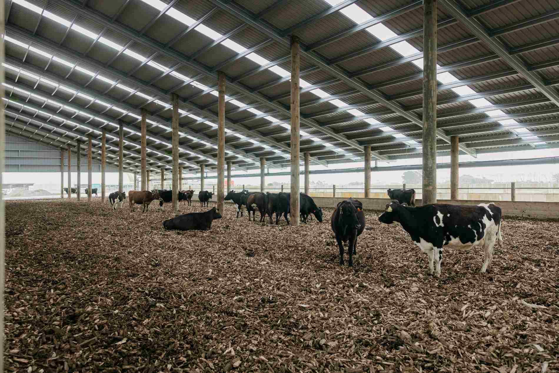 Taranaki composting barn roadshow at Campbell Clayton-Greene’s dairy farm