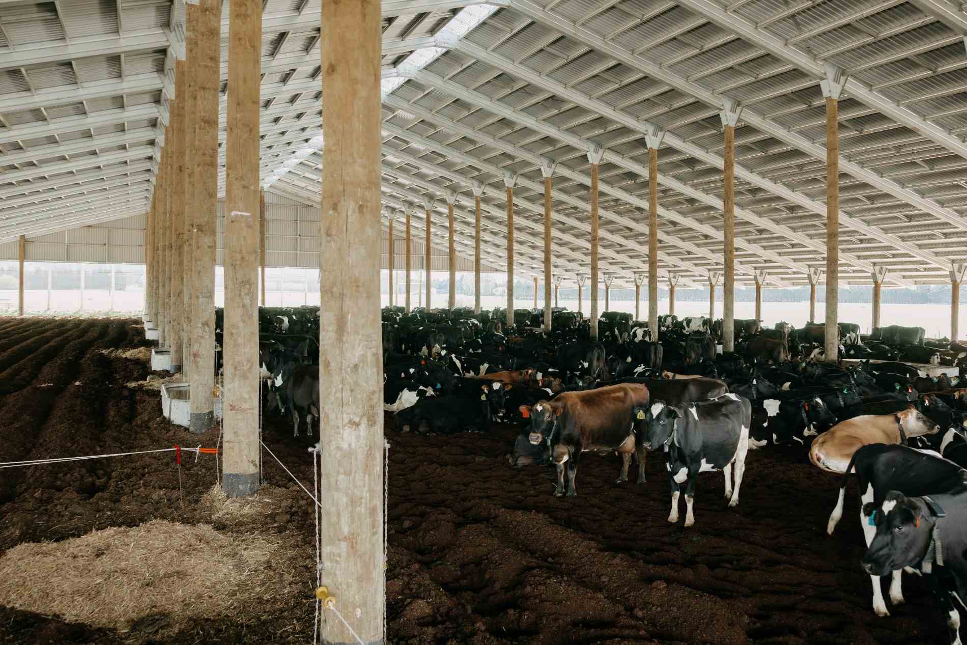 Composting barn roadshow at Waka Dairies in Dannevirke