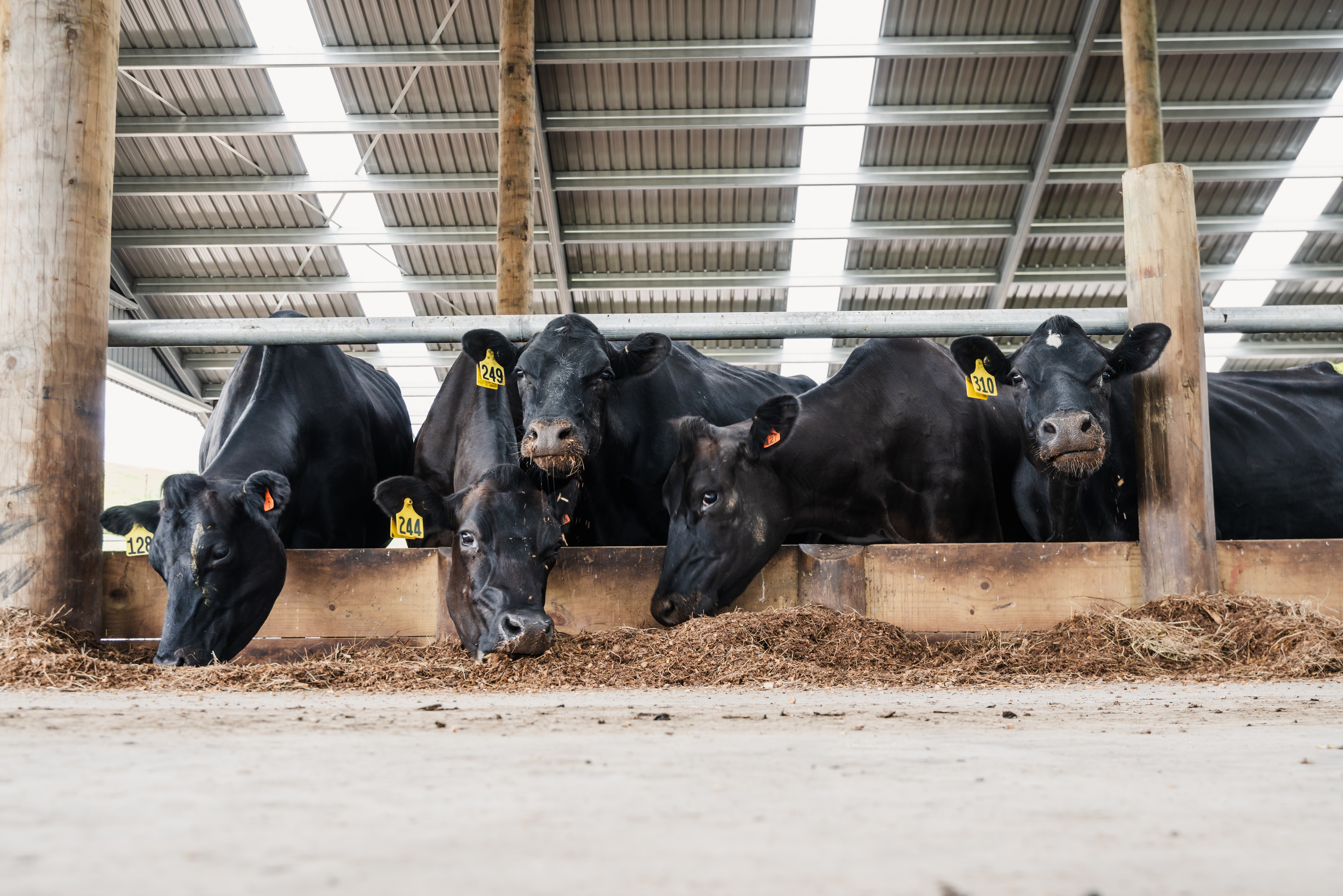 dairy cows inside a barn