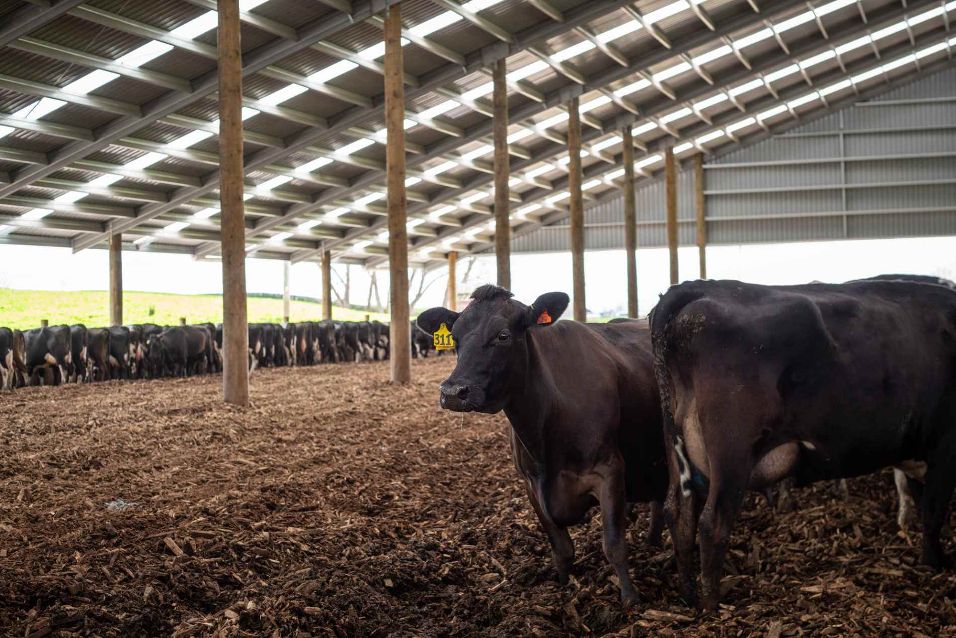 Aztech Waikato Composting Barn Roadshow