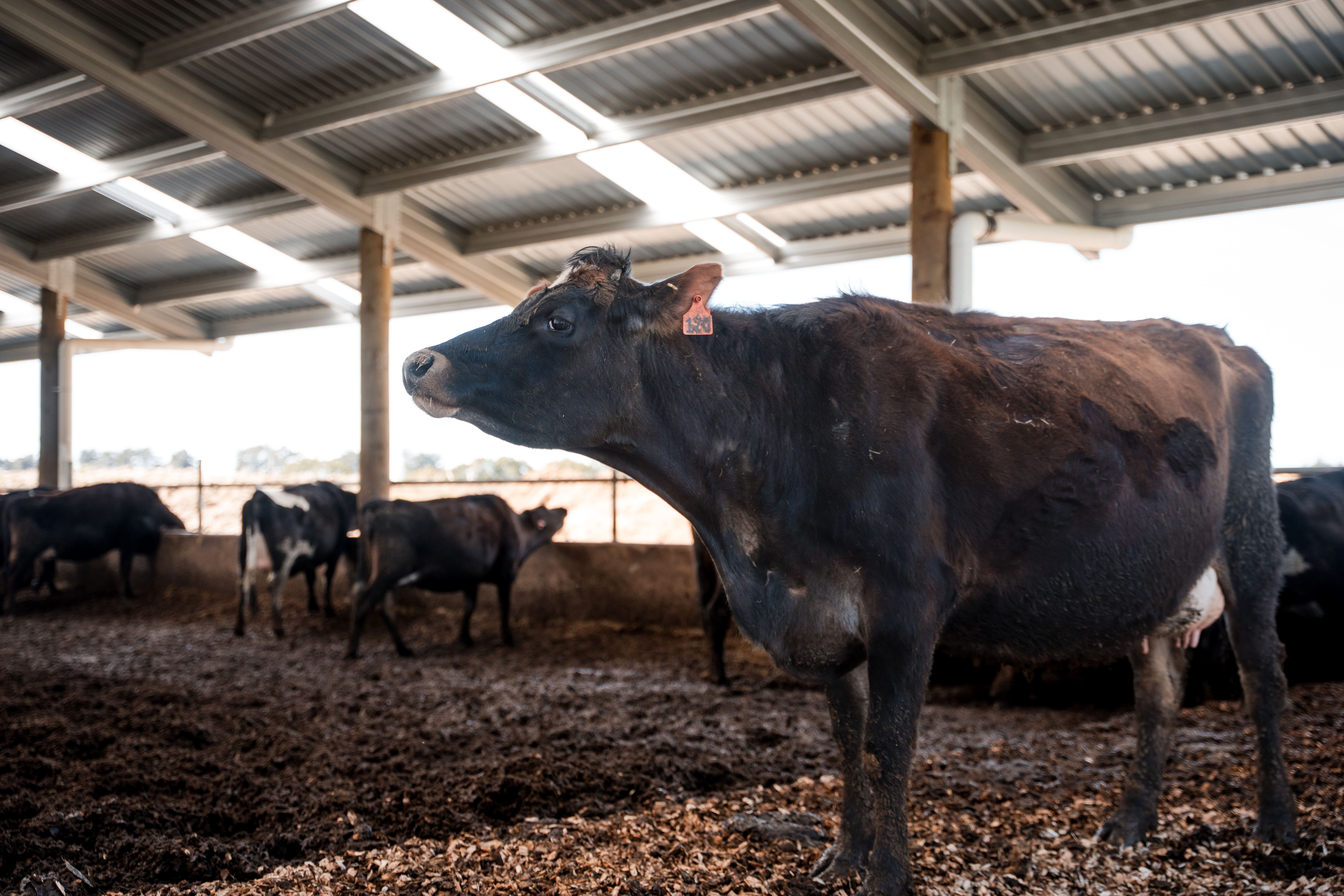 Invercargill Composting Barn Roadshow