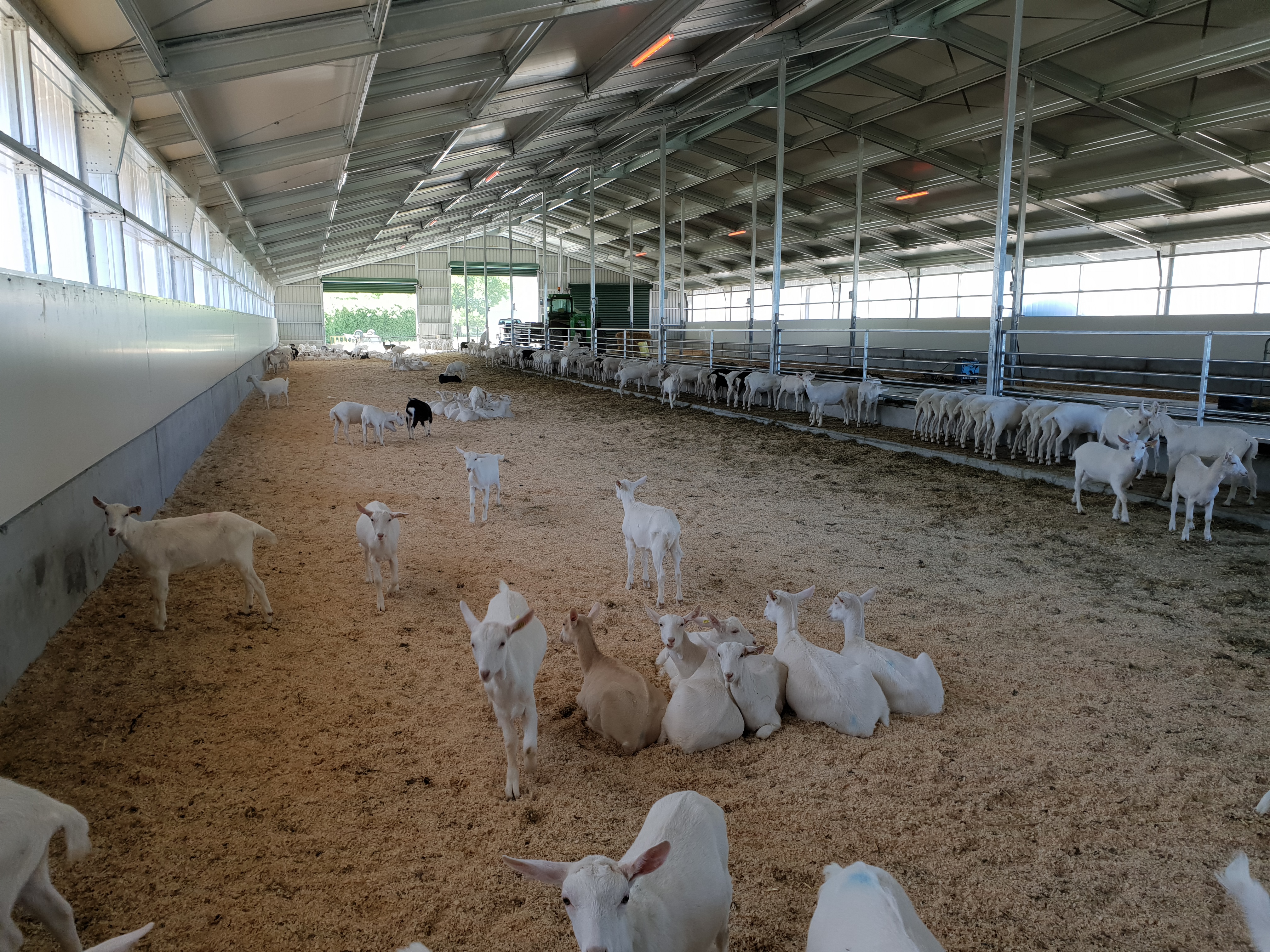 Milking Goat Genetics, Kid Rearing