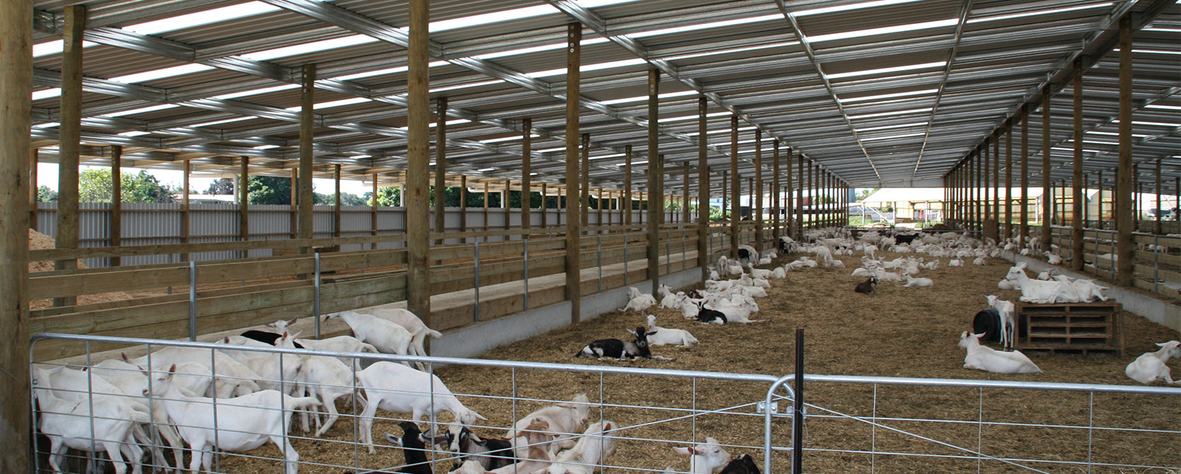 Dairy Goat Housing